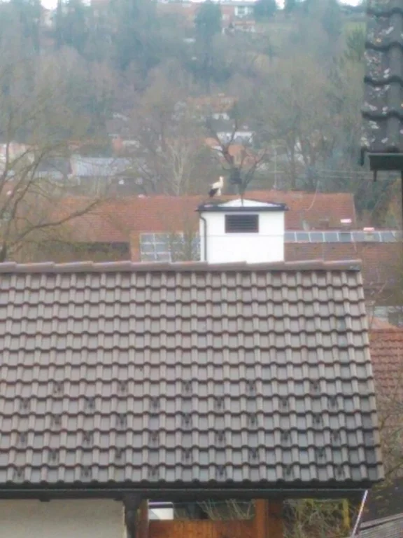 2018 Storch 1.jpg