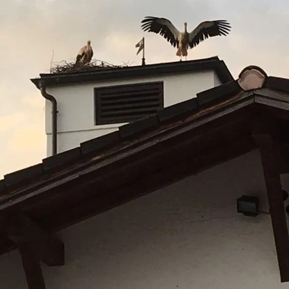 Sörche bewachen Grilfest.jpeg