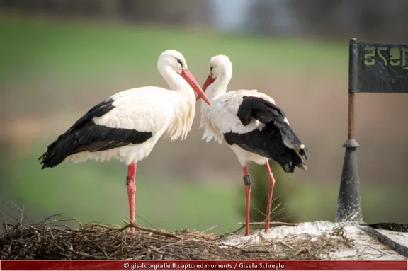 Storch1.jpg