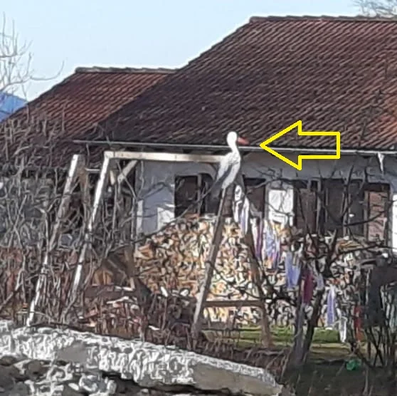 2020 Storch HardiMichaela mit Pfeil.jpg