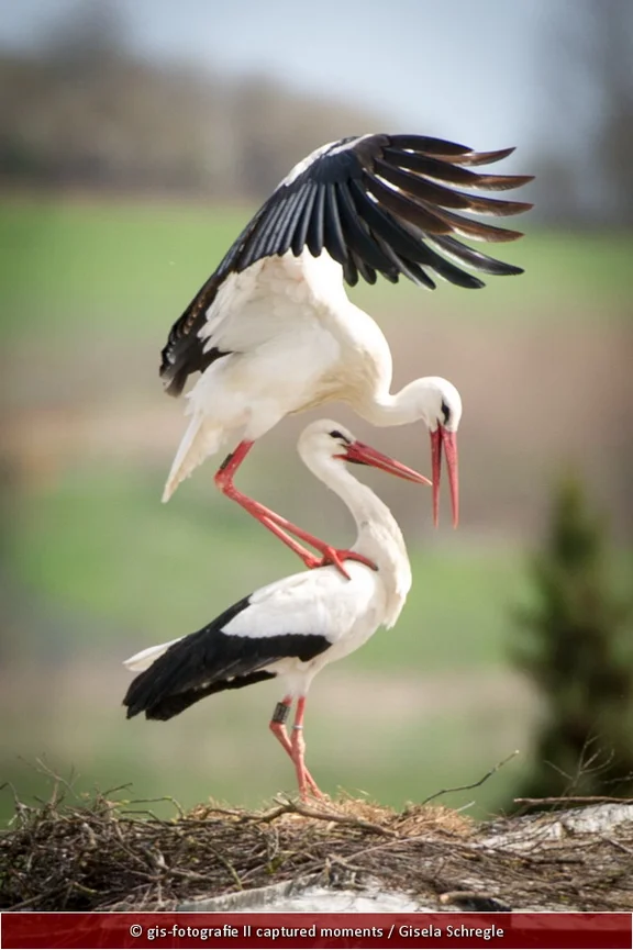 Storch4.jpg